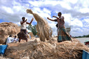 Jute, the "golden fiber"